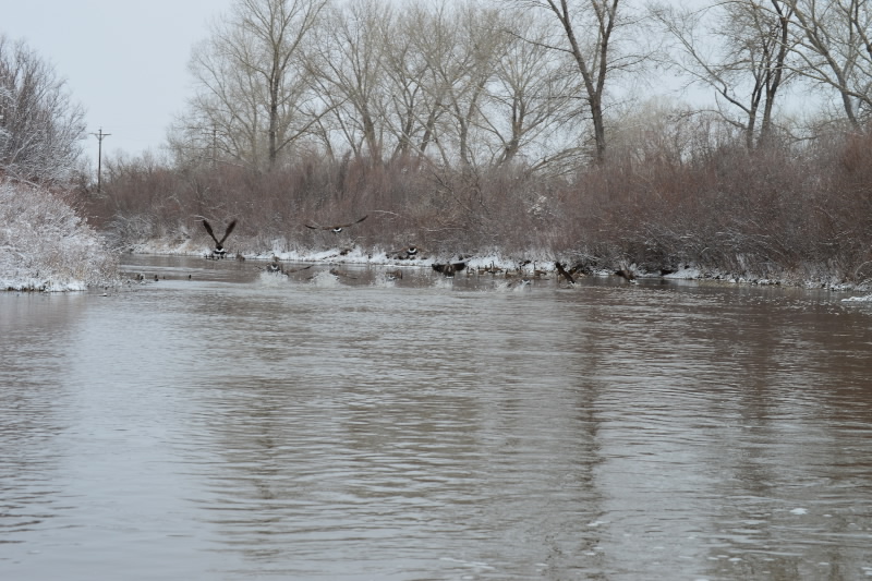 These birds take flight over the Carson River Thursday. Photo by Brett Fisher