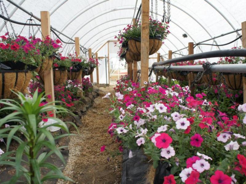 Capitol FFA is involved in the 'Beauty in the Basket' program through the Greenhouse Project.