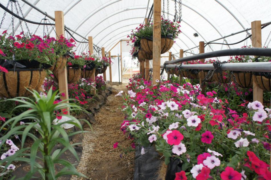 Capitol FFA is involved in the 'Beauty in the Basket' program through the Greenhouse Project.