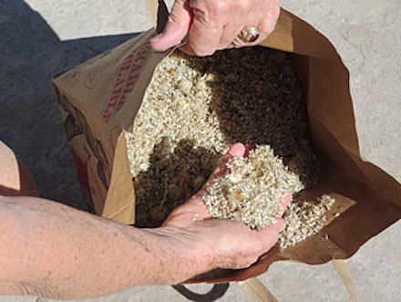 Seeds collected from demonstration garden. Photo Marie Lardeau, University of Nevada Cooperative Extension