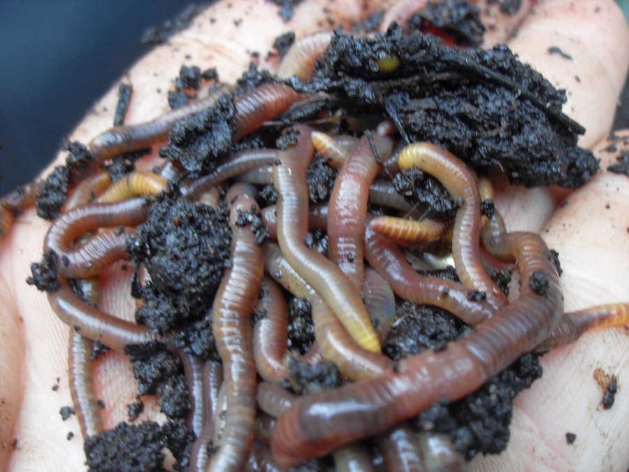 Composting worms moving about in used coffee grounds. Wikipedia photo.