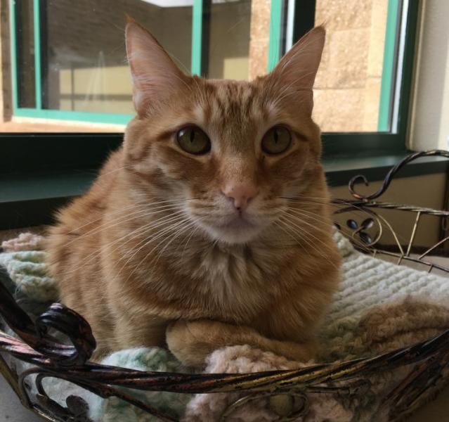 Charlie Brown is a Nevada Humane Society office cat.