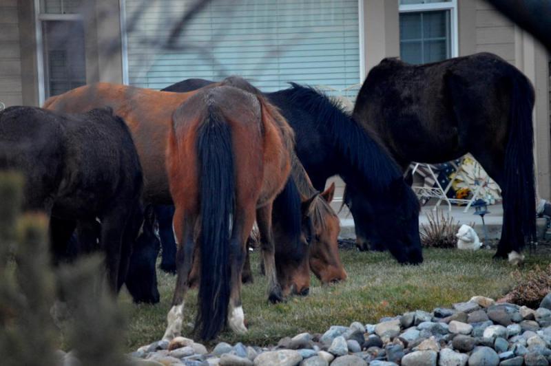 Woke up to wild horses on our street this morning at Empire Ranch.