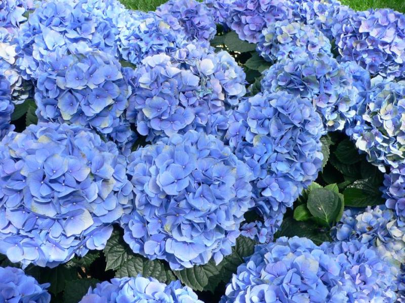 Wikipedia photo of hydrangeas.