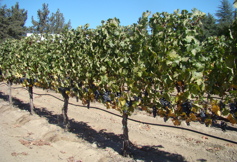 Grape growing and winemaking featured at Feb. 16 at Washoe County’s Bartley Ranch Regional Park.