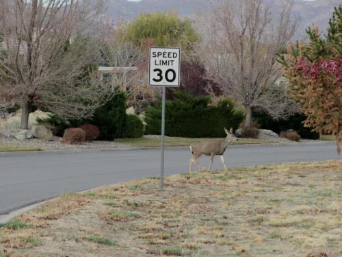 This deer was seen in November off of Nevada Street. Photo by Elaine Quilici