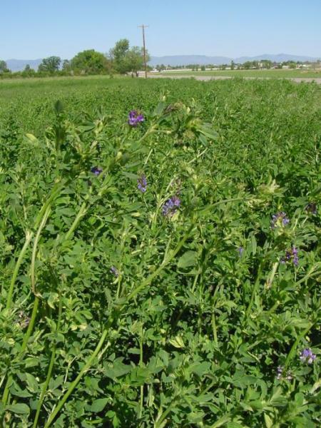 University of Nevada Cooperative Extension offers Nevada Agriculture Outlook Feb. 25 to help Nevada agribusiness.