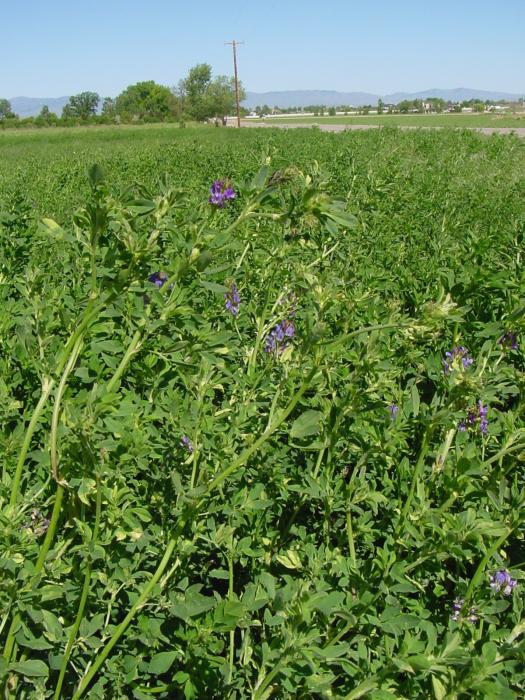 University of Nevada Cooperative Extension offers Nevada Agriculture Outlook Feb. 25 to help Nevada agribusiness.