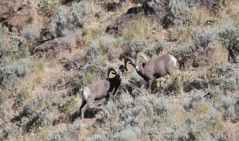California bighorn sheep. Photo courtesy of Nevada Department of Wildlife.