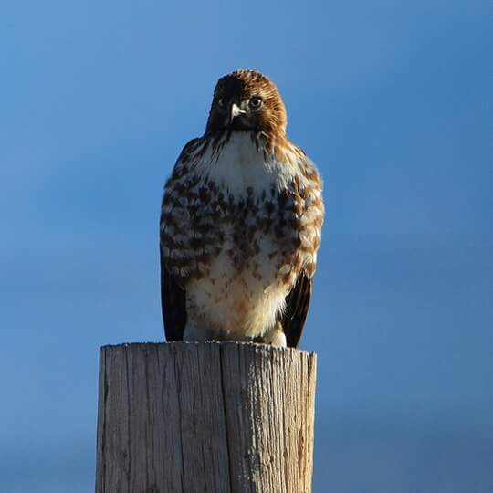 Photo by Lisa Fisher. A Red-tailed Hawk roosts on a post overlooking pasture land.