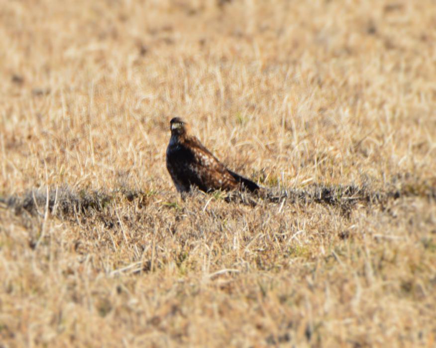 Photo by Lisa Fisher. A raptor hunting in a field.