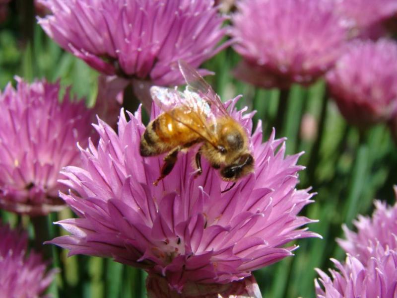 Researchers continue to study honey bees. Photos by University of Nevada Cooperative Extension Horticulturist Wendy Hanson Mazet