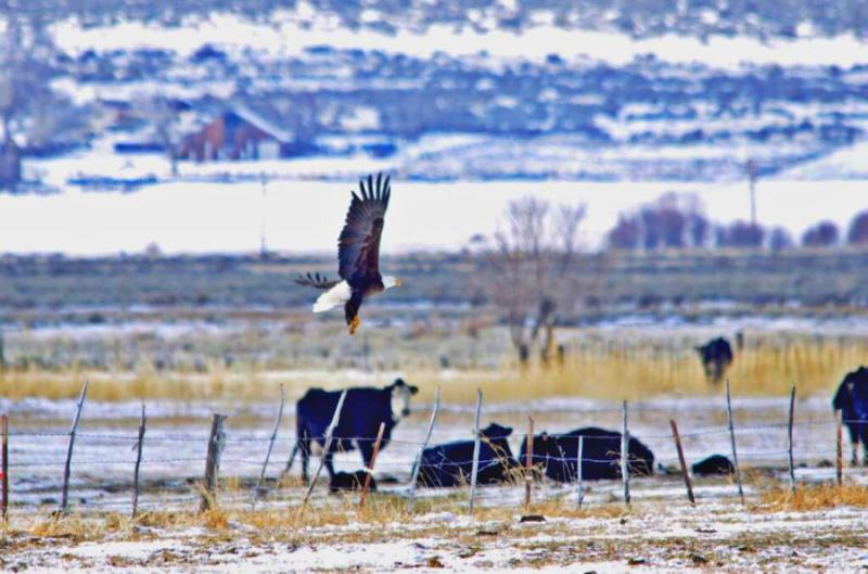 Eagle in Carson Valley