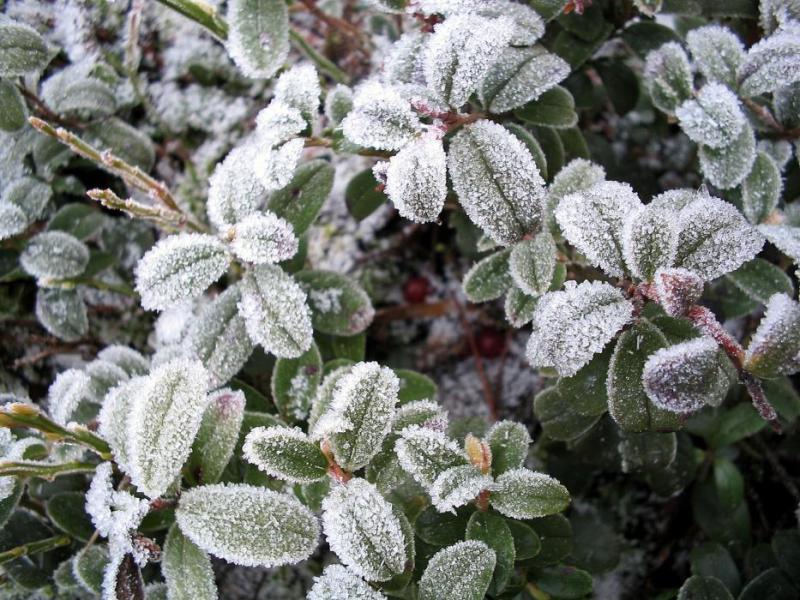 Frosty Lingonberry. Wikipedia photo