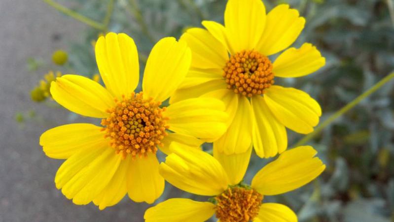 The picture of the brittlebush (one word), a member of the sunflower family. Photo by JoAnne Skelly