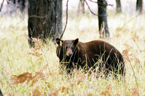 A California black bear. Wikipedia photo.