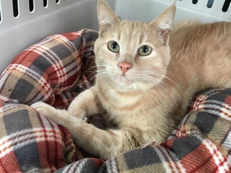 Carson the Cat was found in Carson City. Photo Courtesy of Nevada Humane Society