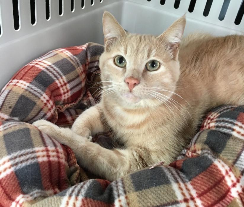 Carson the Cat was found in Carson City. Photo Courtesy of Nevada Humane Society
