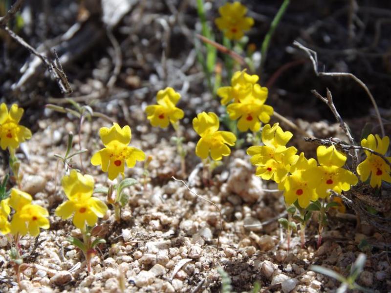 Photo courtesy of Nevada Natural Heritage Program