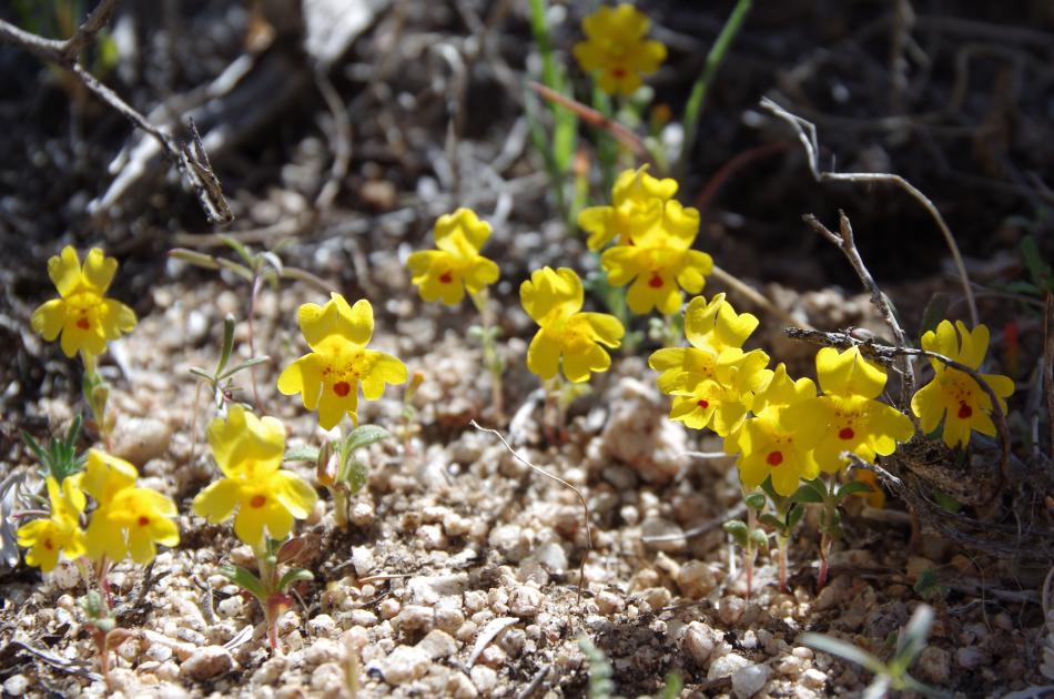 Photo courtesy of Nevada Natural Heritage Program