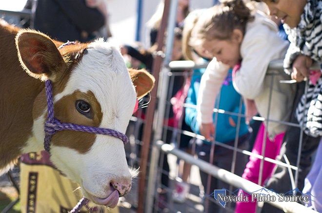 Buttercup, a Holstein Ayrshire mix, was part of the Cow Plop competition Friday. Candice Nyando, Nevada Photo Source