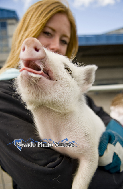 Rachel Andersen shared her pig, Piggly Wiggly, and her calf with Fremont Elementary kids. Candice Nyando, Nevada Photo Source