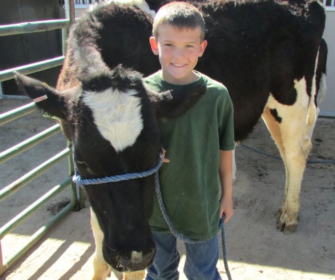 An Arrowhead Livestock 4-H Club member shows his dairy cow at Capital City Farm Days.