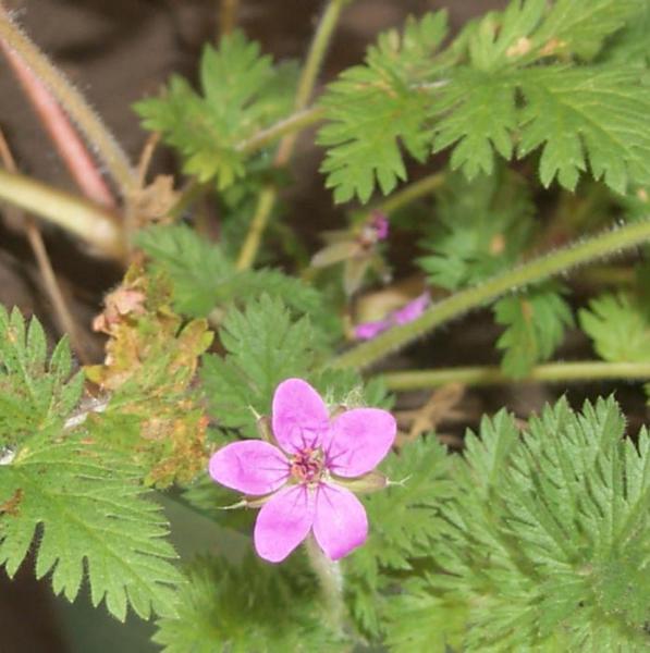 A redstem filaree, photo courtesy JoAnne Skelly