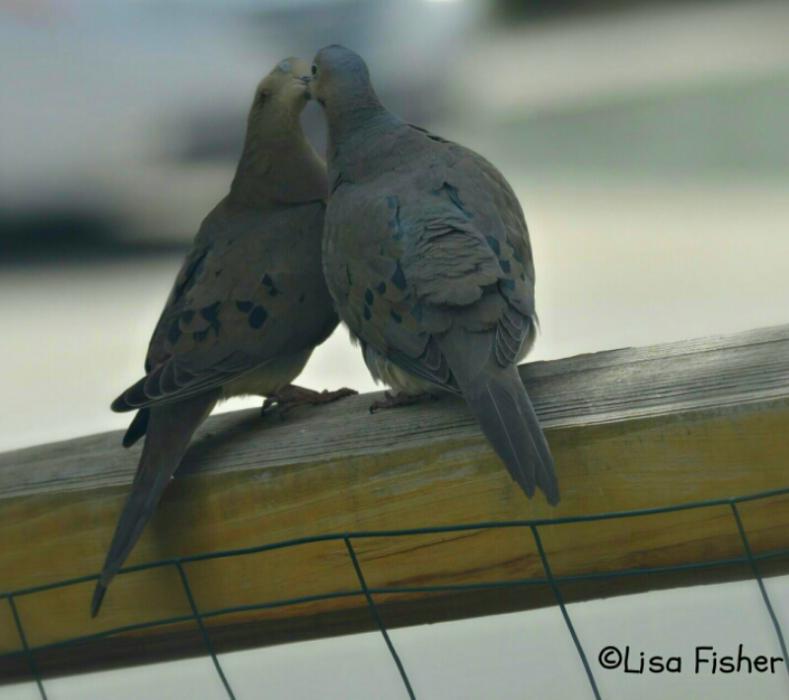 A pair of affectionate mourning doves in east Carson City 