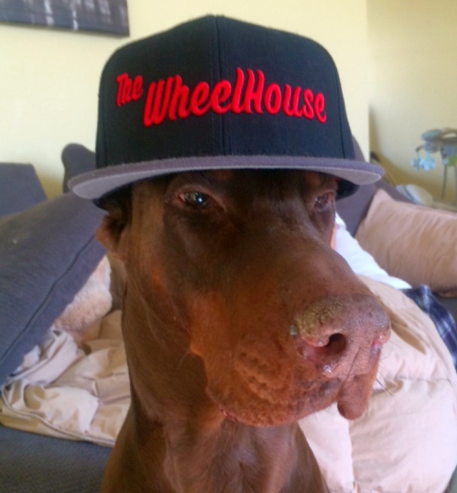 Photo courtesy The Wheel House. Matt Bartak's red Doberman Pinscher Stacks, the business mascot.