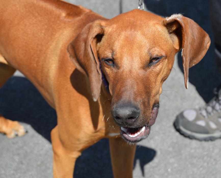 Photo by Lisa Fisher. Dodi, a six-month old Rhodesian Ridgeback owned by John Barrette of Carson City.