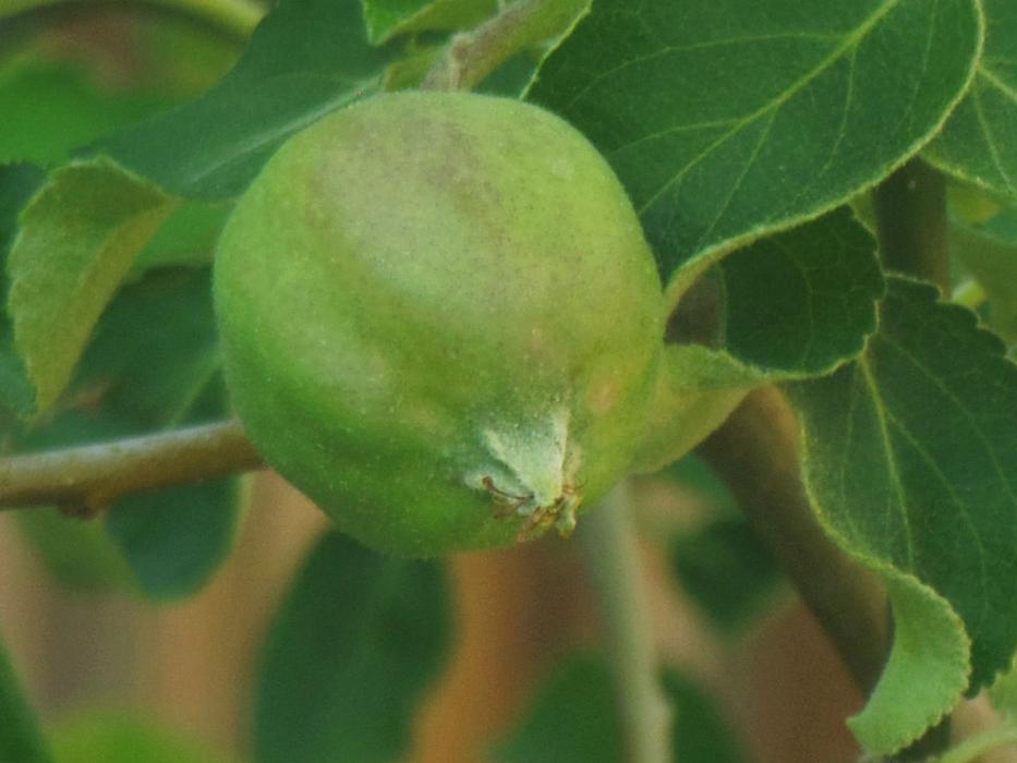 Granny Smith apple