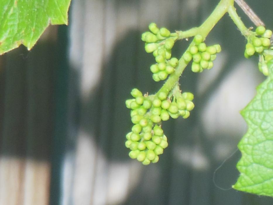 Concorde grapes on the vine