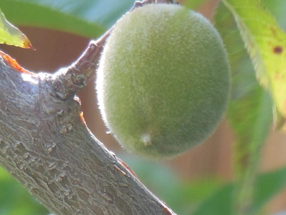 Yellow peach