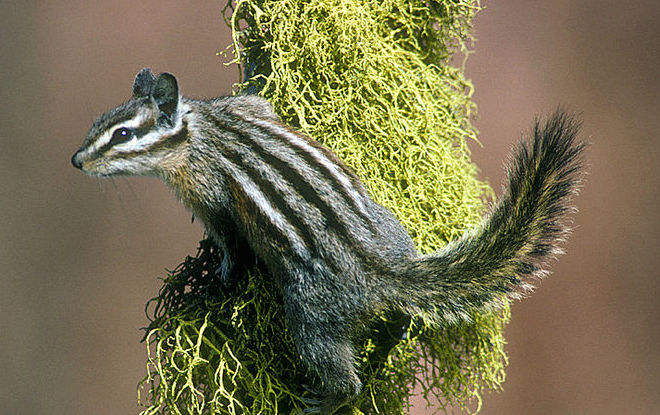 A yellow pine chipmunk. Photo by U.S. Forest Service
