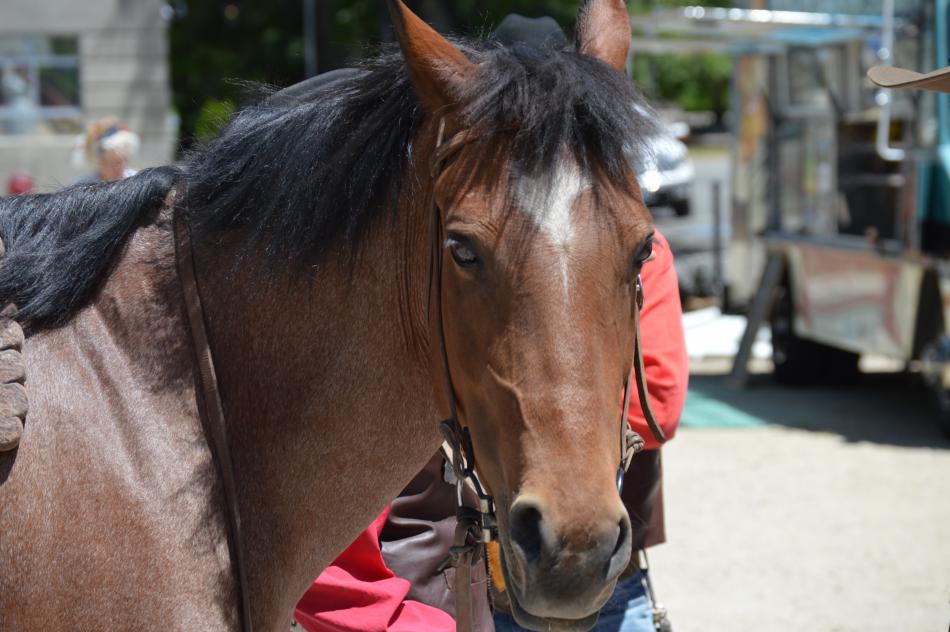 Photo by Lisa Fisher. Rosie, a 12 year-old Shoshone mustang mare owned by Anne Martins of Stagecoach.