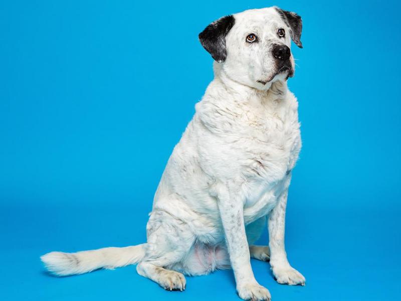 Nala is up for adoption.