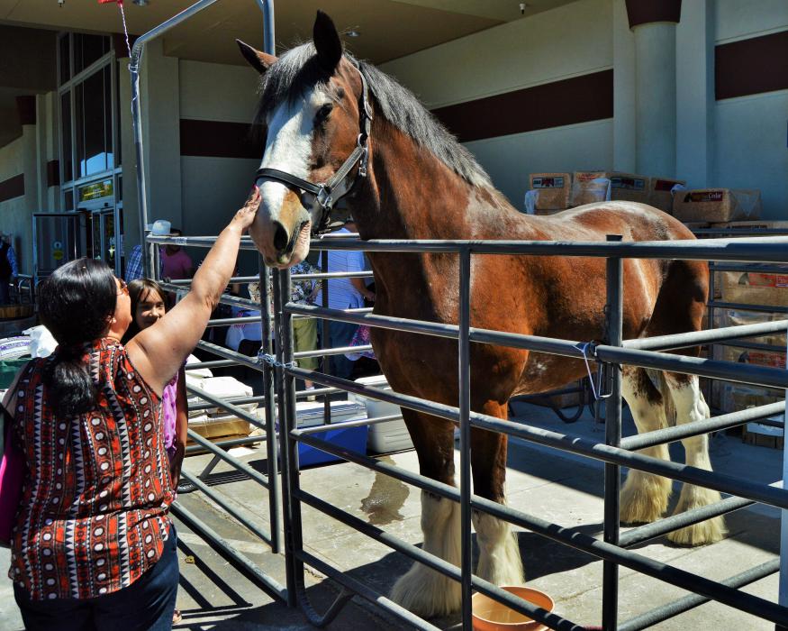 Photo by Lisa Fisher. Moses the Clydesdale is 18 hands high at the shoulder and weighs 2,000 pounds.