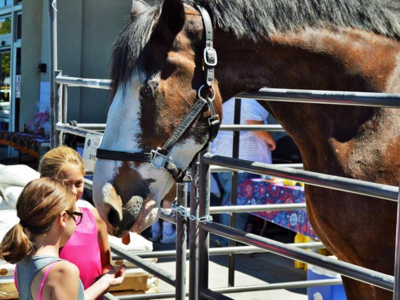 Photo by Lisa Fisher. Moses, a 16-year-old Clydesdale, feeds on carrots Saturday