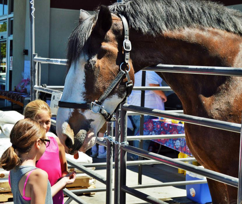 Photo by Lisa Fisher. Moses, a 16-year-old Clydesdale, feeds on carrots Saturday