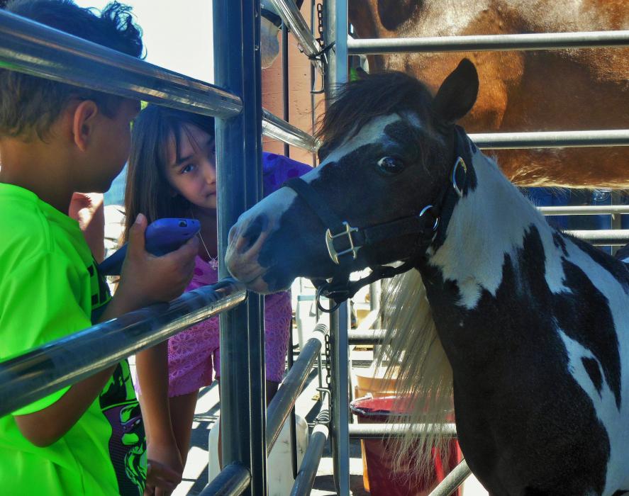 Photo by Brett Fisher. Flash, the miniature horse, greets visitors Saturday at CAL-Ranch in Carson City.