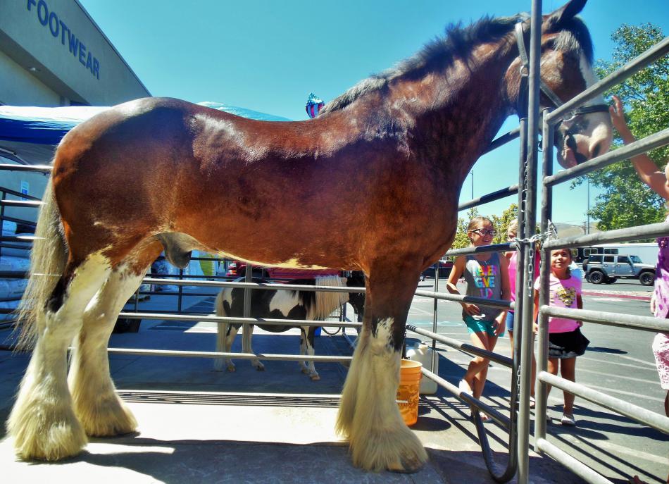 Photo by Brett Fisher. Moses, a Clydesdale, shows off his impressive profile for guests Saturday.