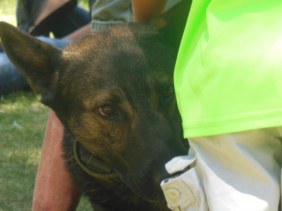 Photo by Brett Fisher. A Carson City Sheriff's K-9 officer sniffs the pocket of a child petting him Saturday at Mills Park.