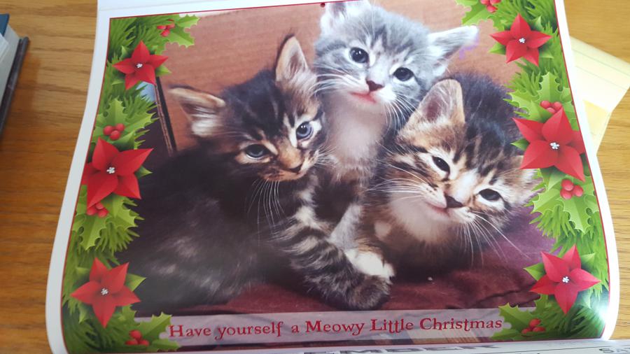This is a peek at the December page. These kittens are available for adoption.