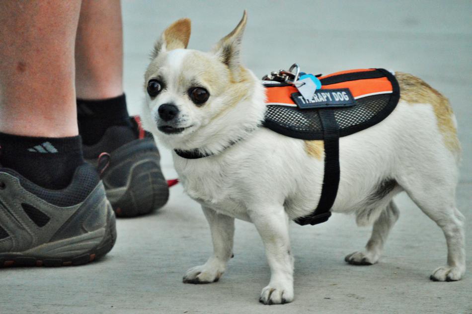 A Chihuaha therapy dog with its owner on Bob McFadden Plaza Saturday night.