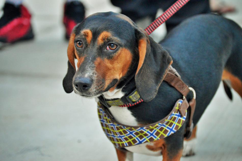 A Dachshund and its owner enjoy the atmosphere downtown on the plaza Saturday night.