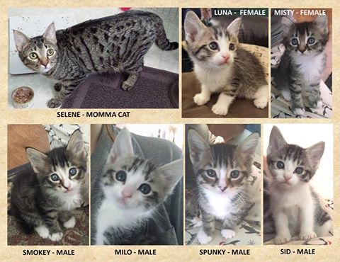 Mom and her six kittens need good homes.