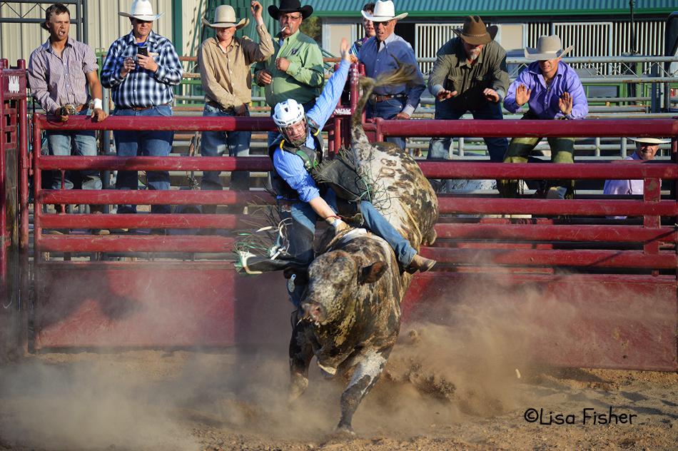 Photo by Lisa Fisher. Bull and rider during the 2016 Carson City Smackdown at Fuji Park arena.