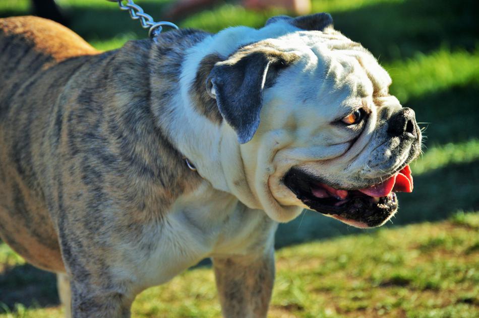 An English Bulldog at National Night Out.