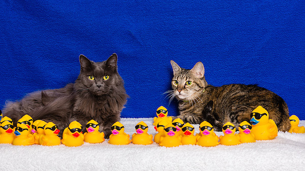 Peas and Carrot are our featured pets this week.
